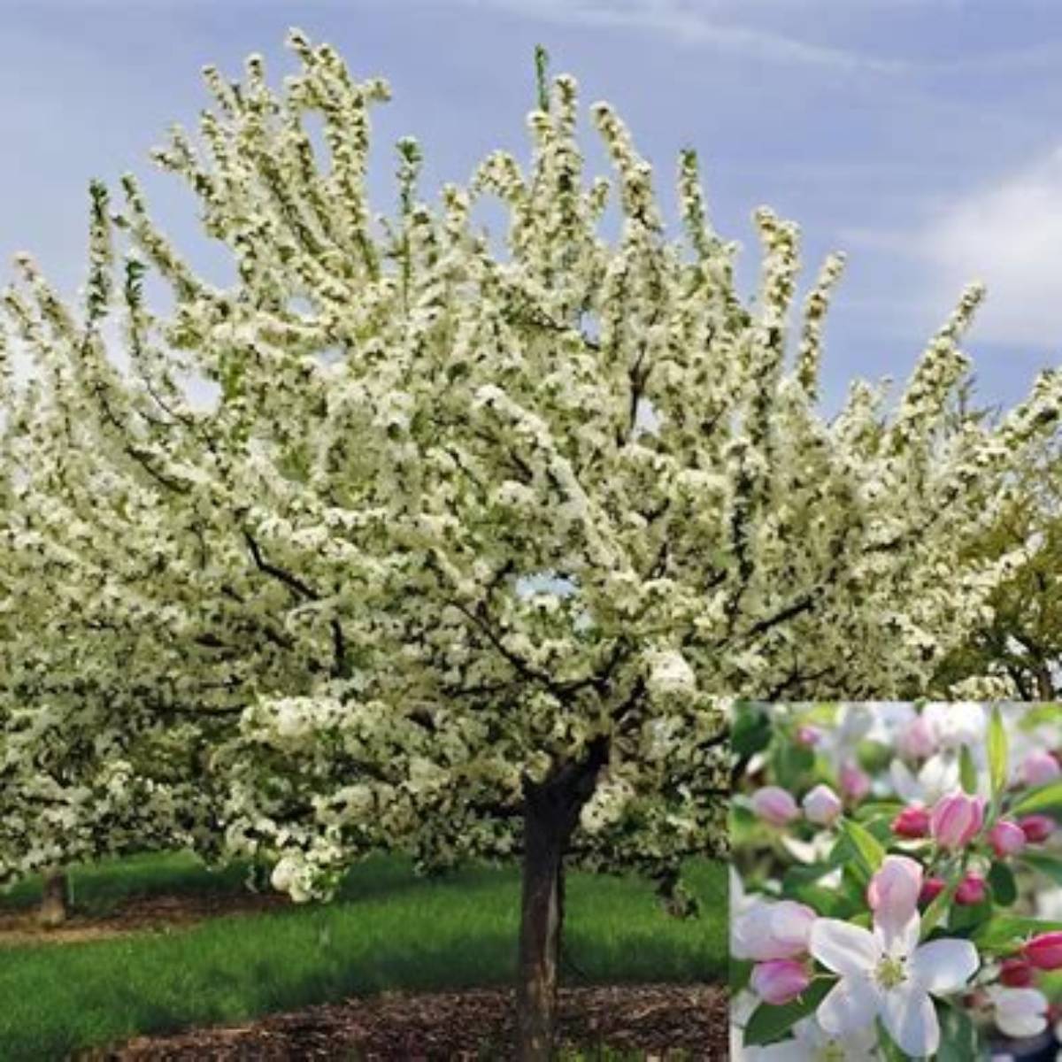 Sugar Tyme® Crabapple Tree
