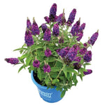 Birthday Cake™ Butterfly Bush
