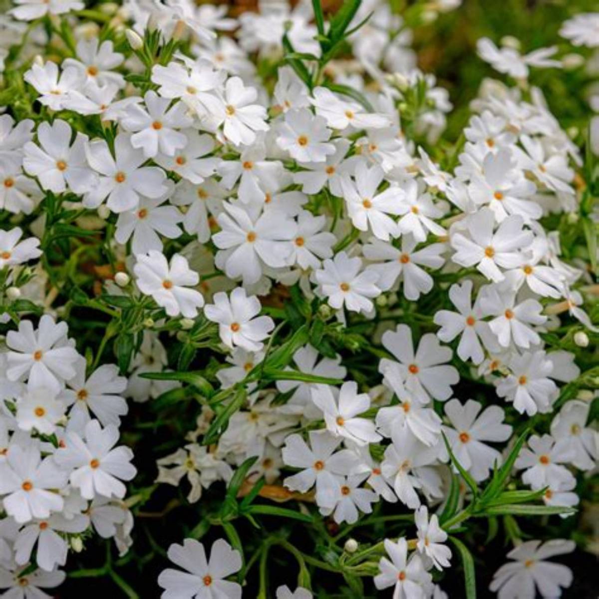 Creeping White Phlox