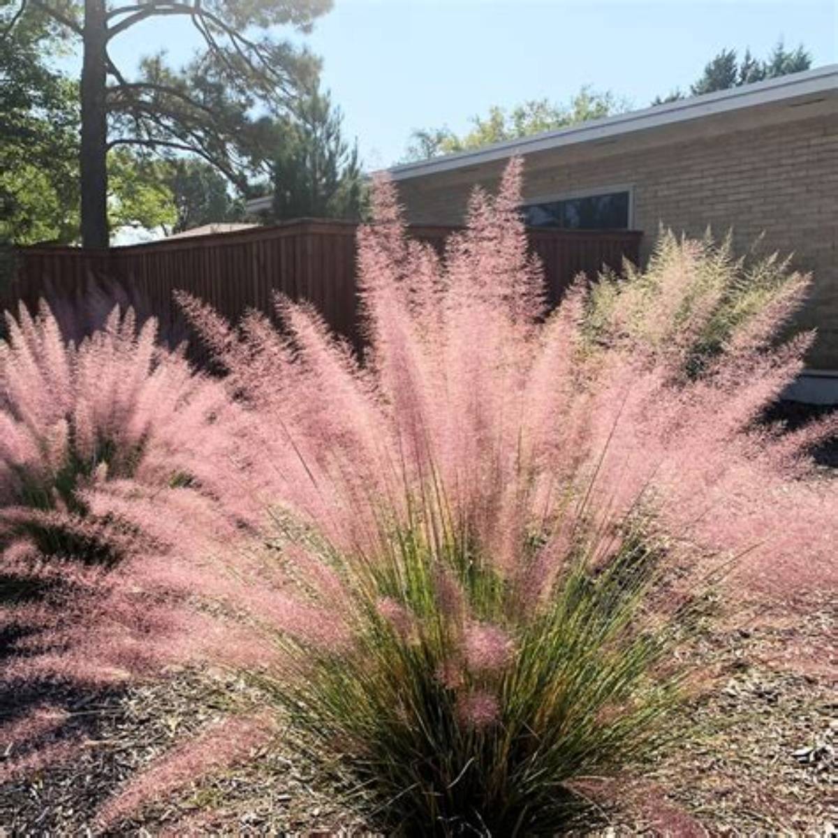 Pink Flamingos Muhly Grass