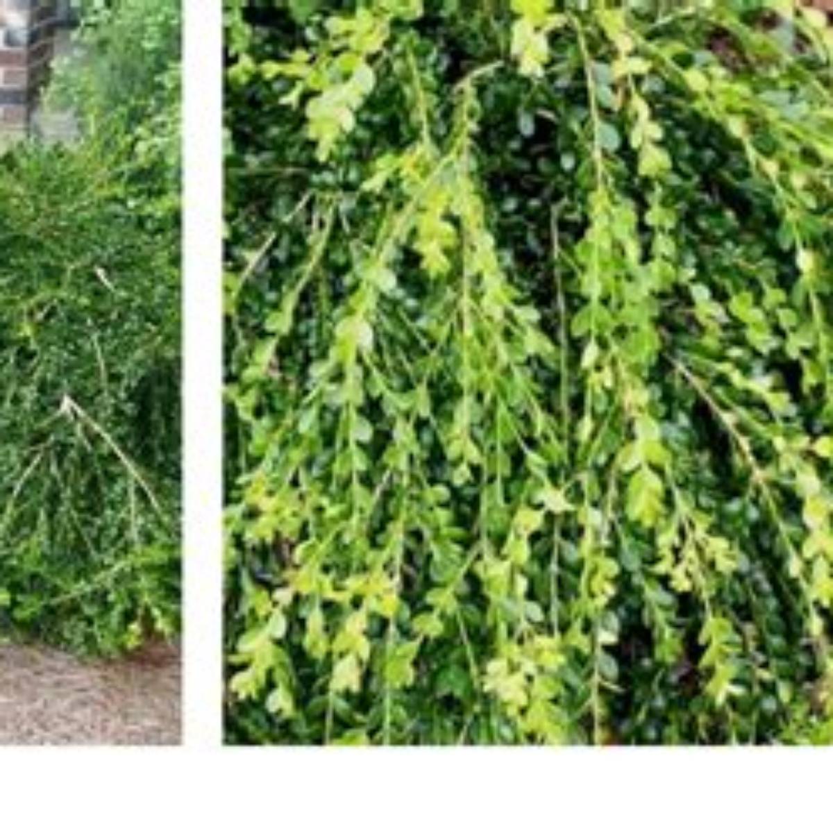 Unraveled Weeping Boxwood -Staked