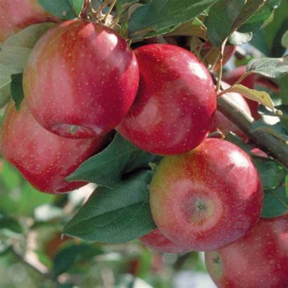 Sweet Sixteen Apple Tree