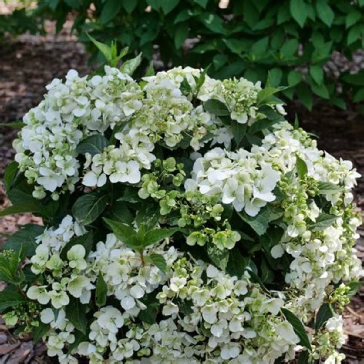 Fairytrail Bride® Cascade Hydrangea®