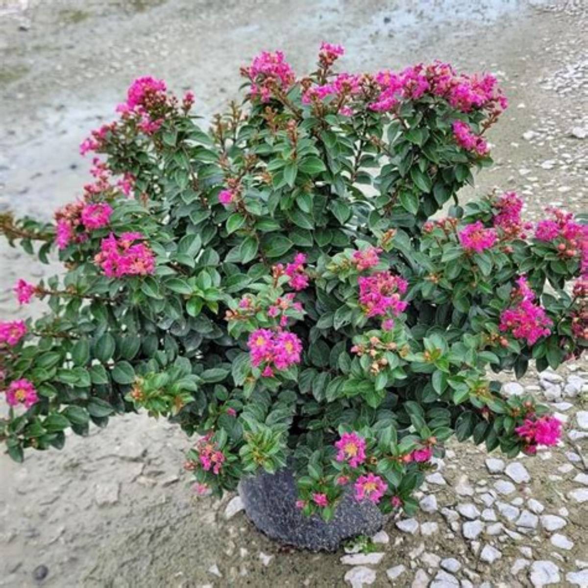 Pocomoke Crapemyrtle