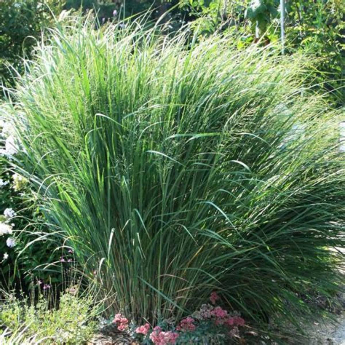 Northwind Switch Grass
