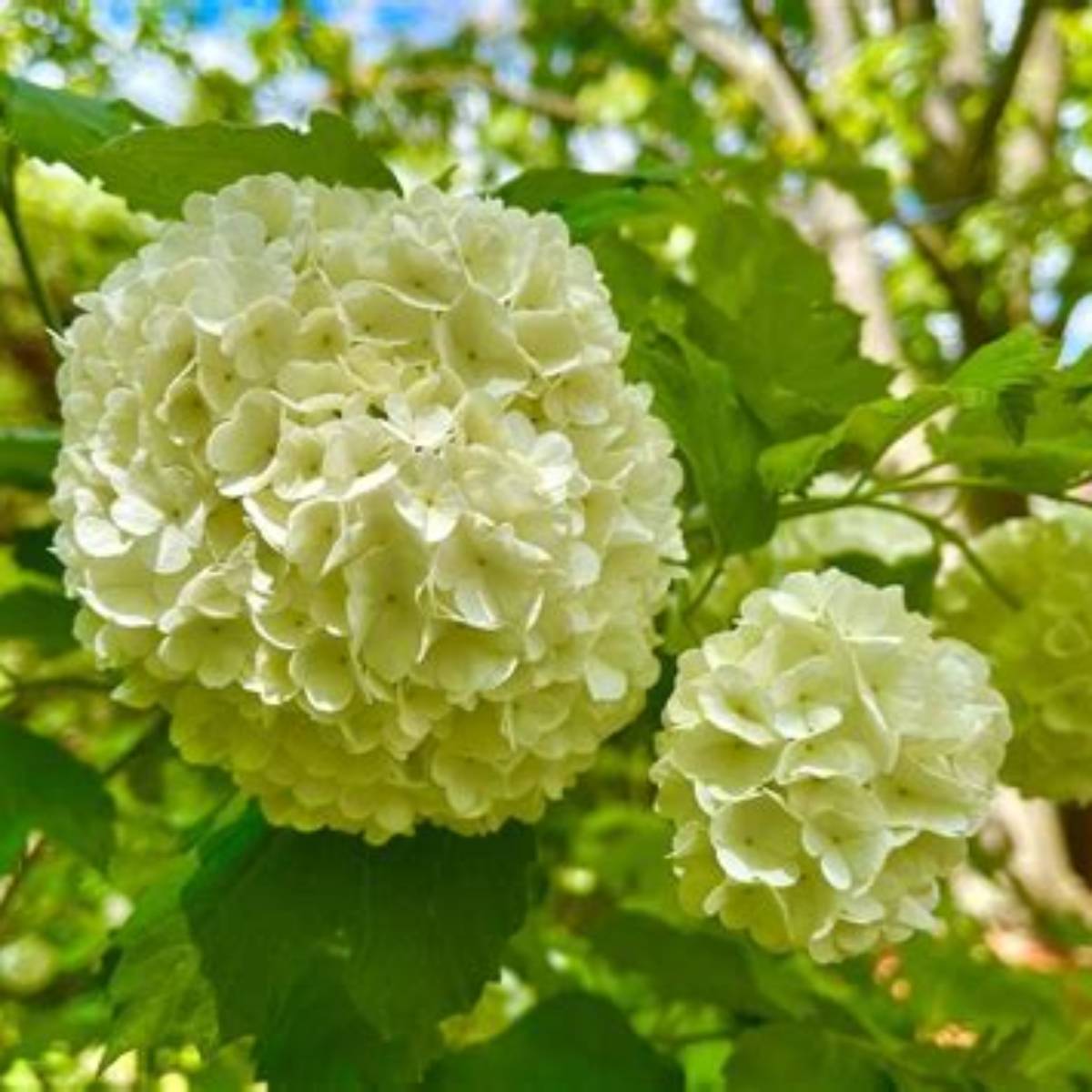 Eastern Snowball Viburnum