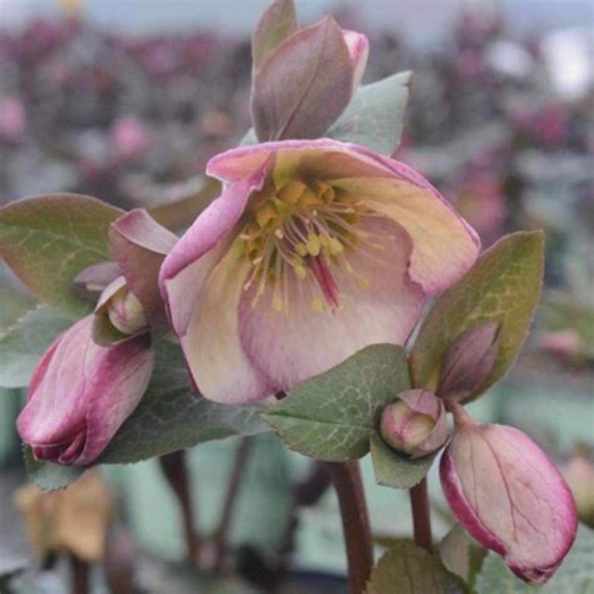 Frostkiss™ Glenda's Gloss Hellebore
