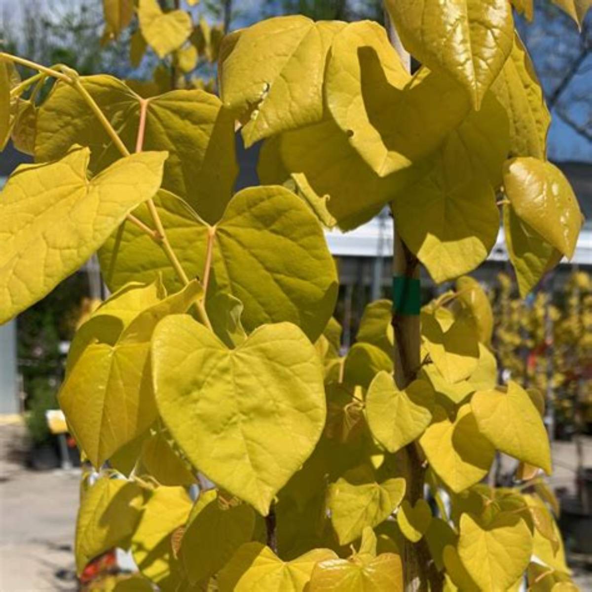 Rise 'N Shine™ Redbud Tree