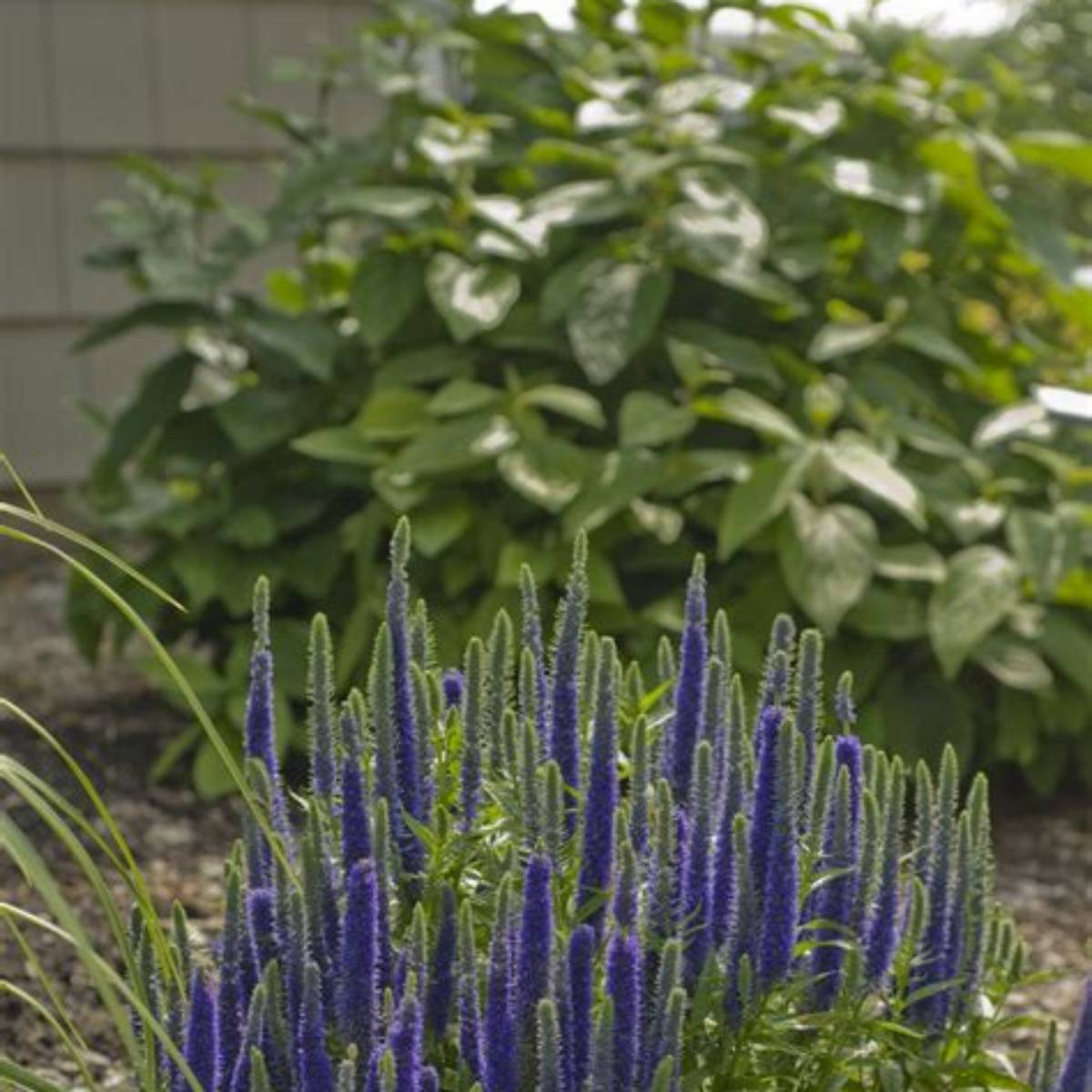 Royal Candles Speedwell