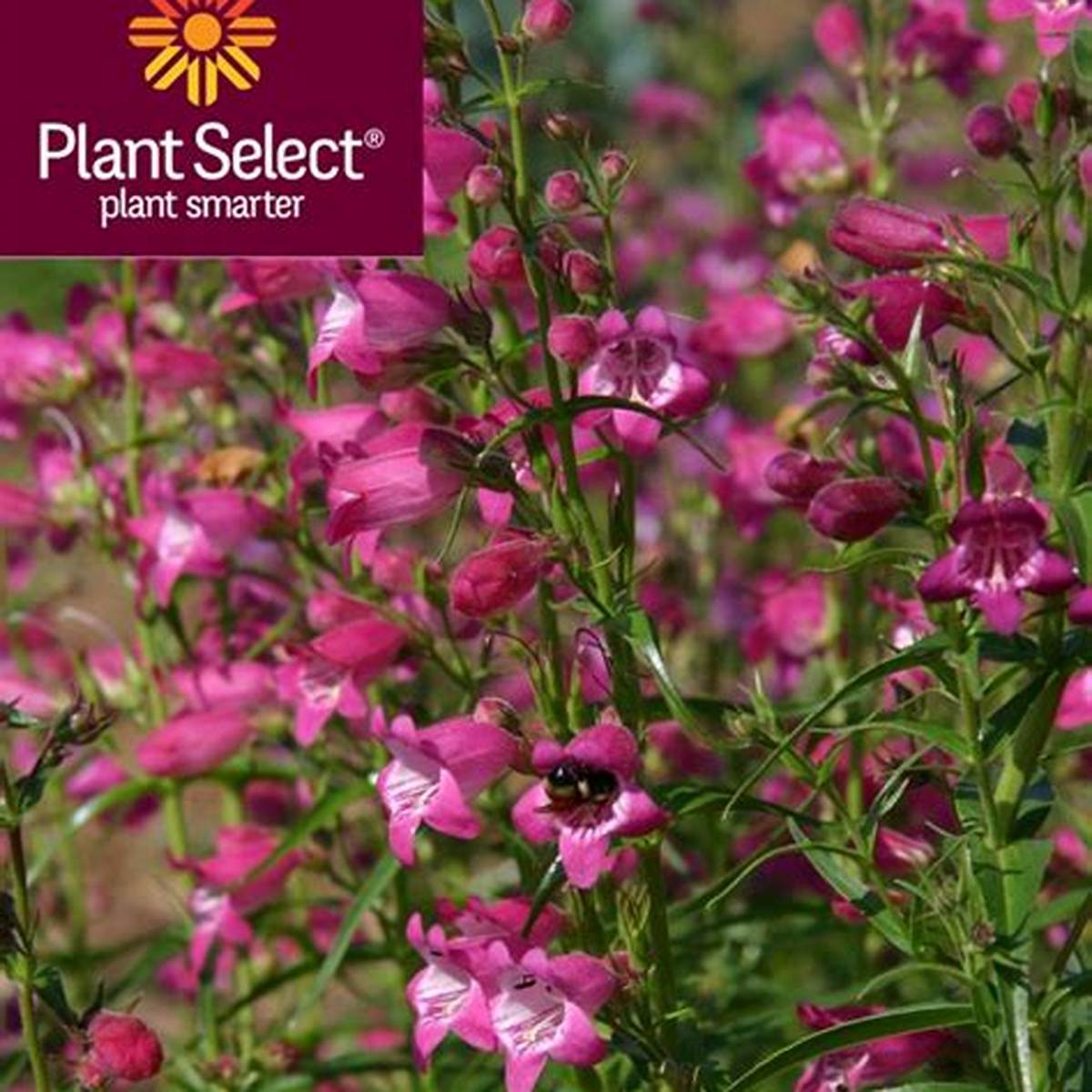 Red Rocks® Penstemon