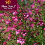 Red Rocks® Penstemon