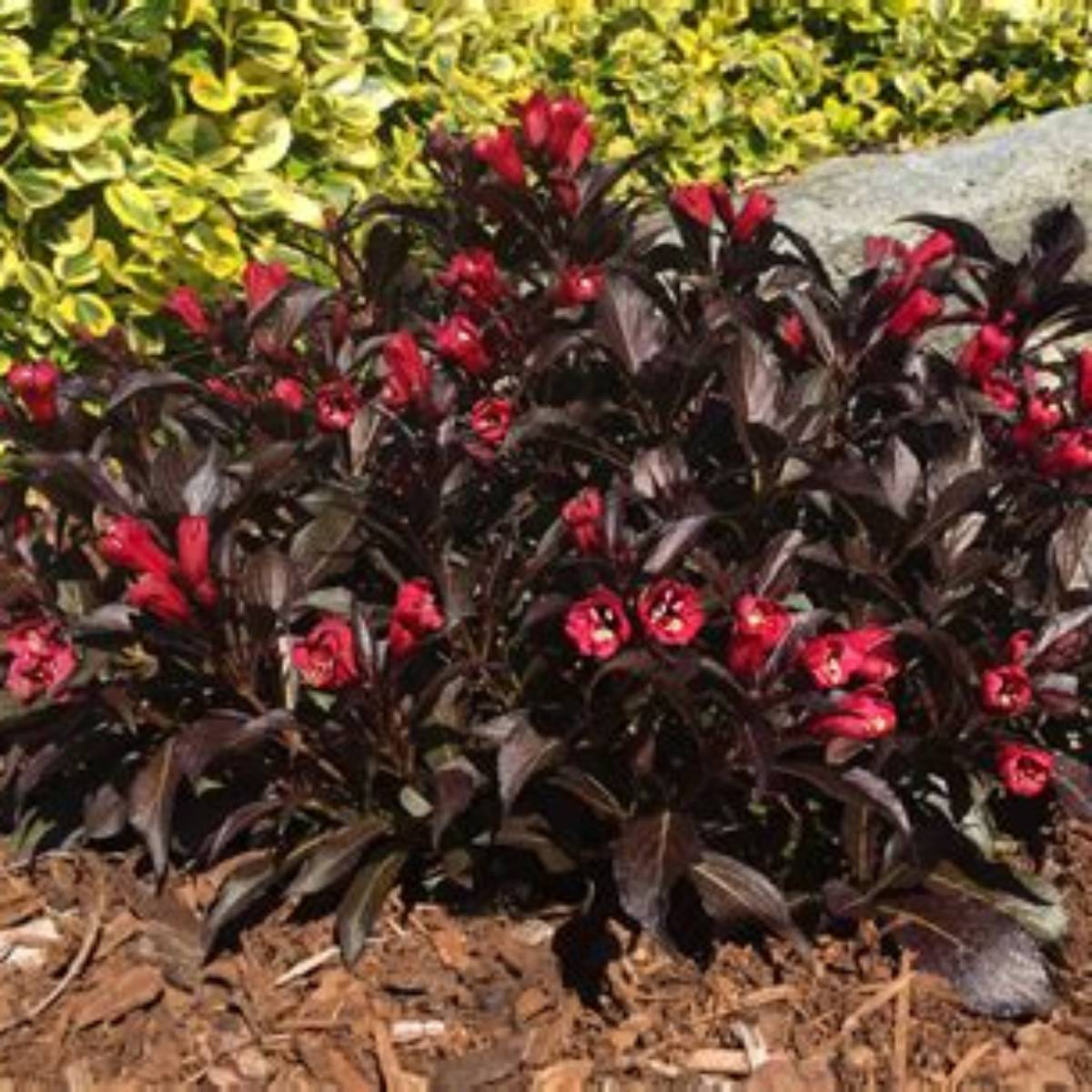 Electric Love® Weigela
