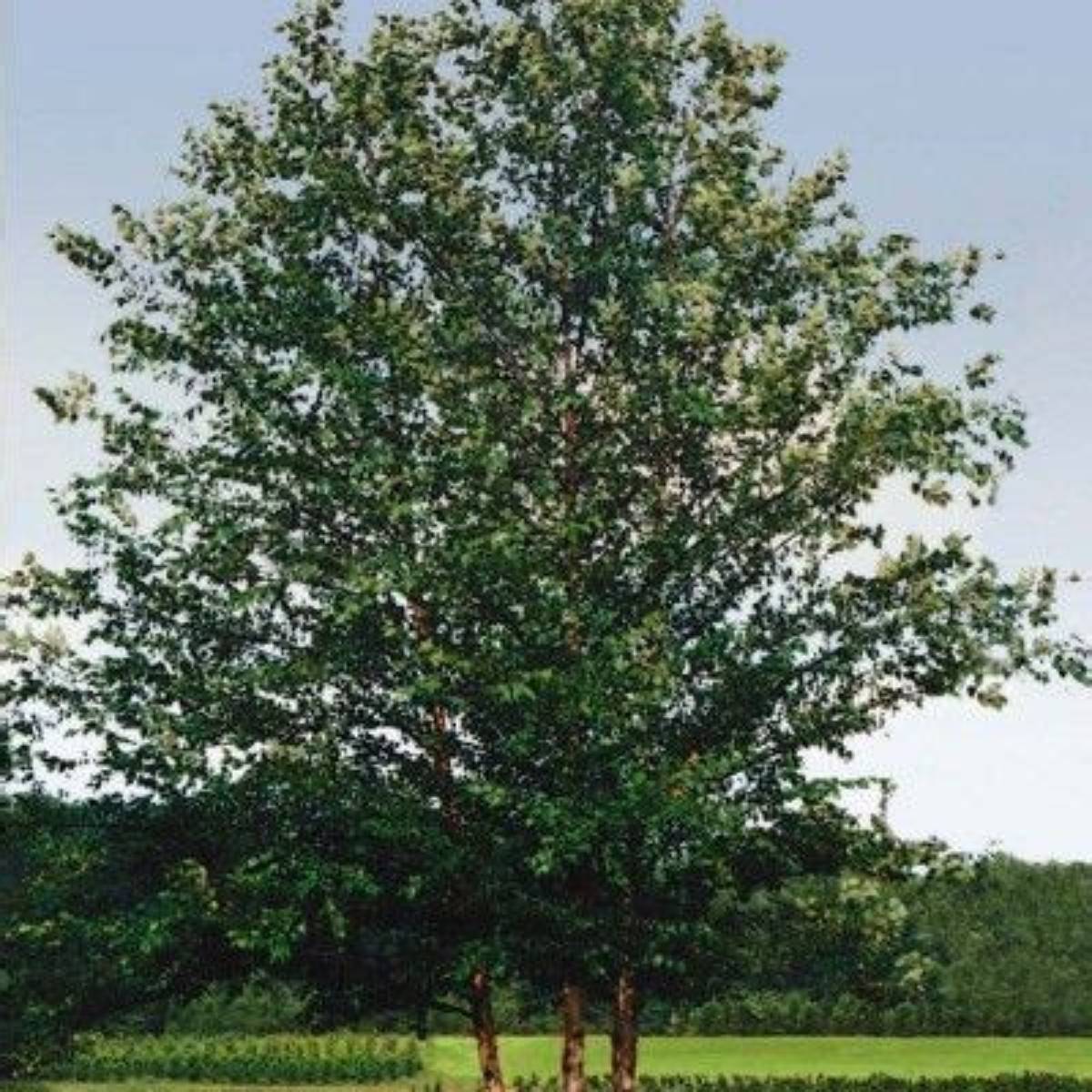 Dura-Heat® River Birch Clump Tree