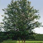 Dura-Heat® River Birch Clump Tree