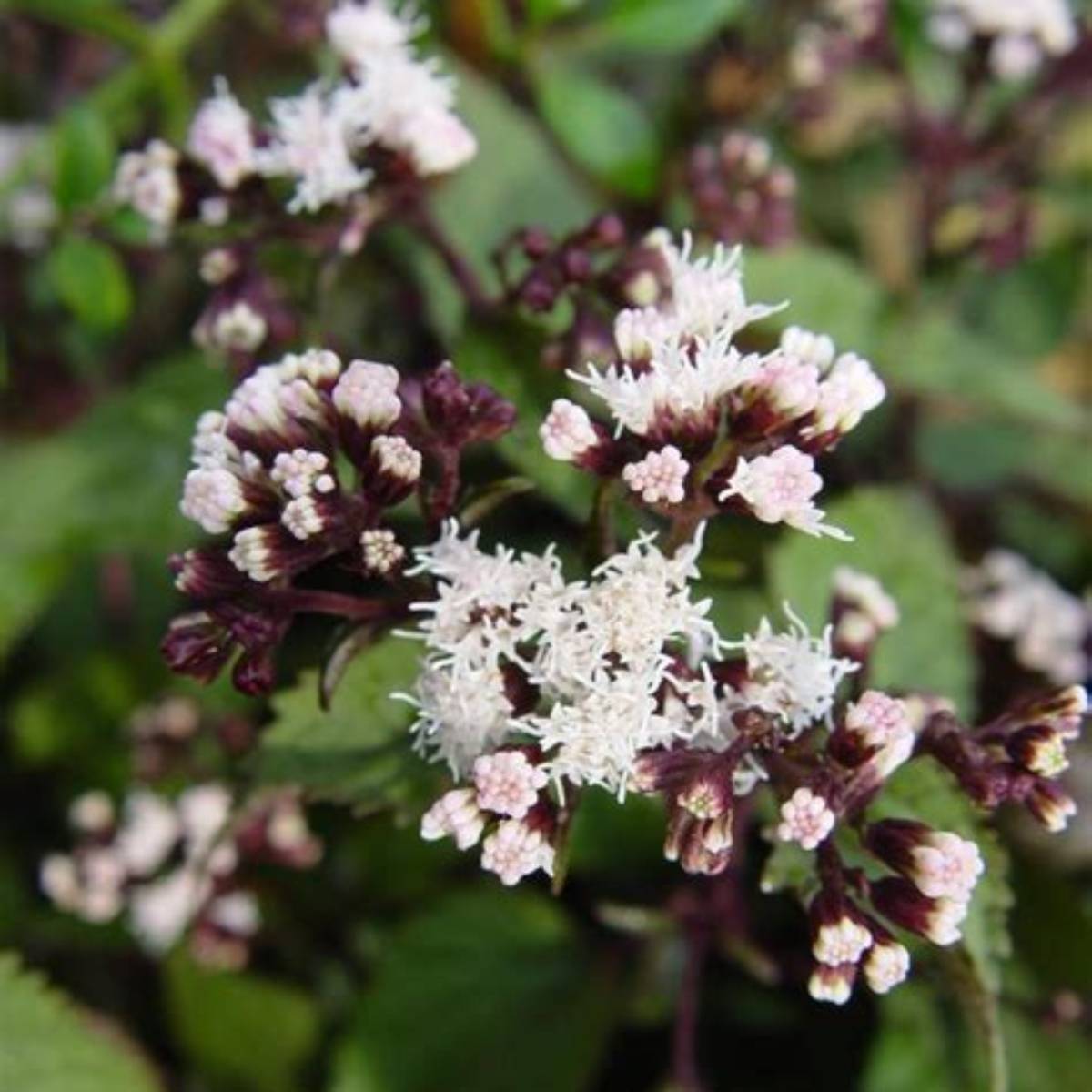 Chocolate Snakeroot