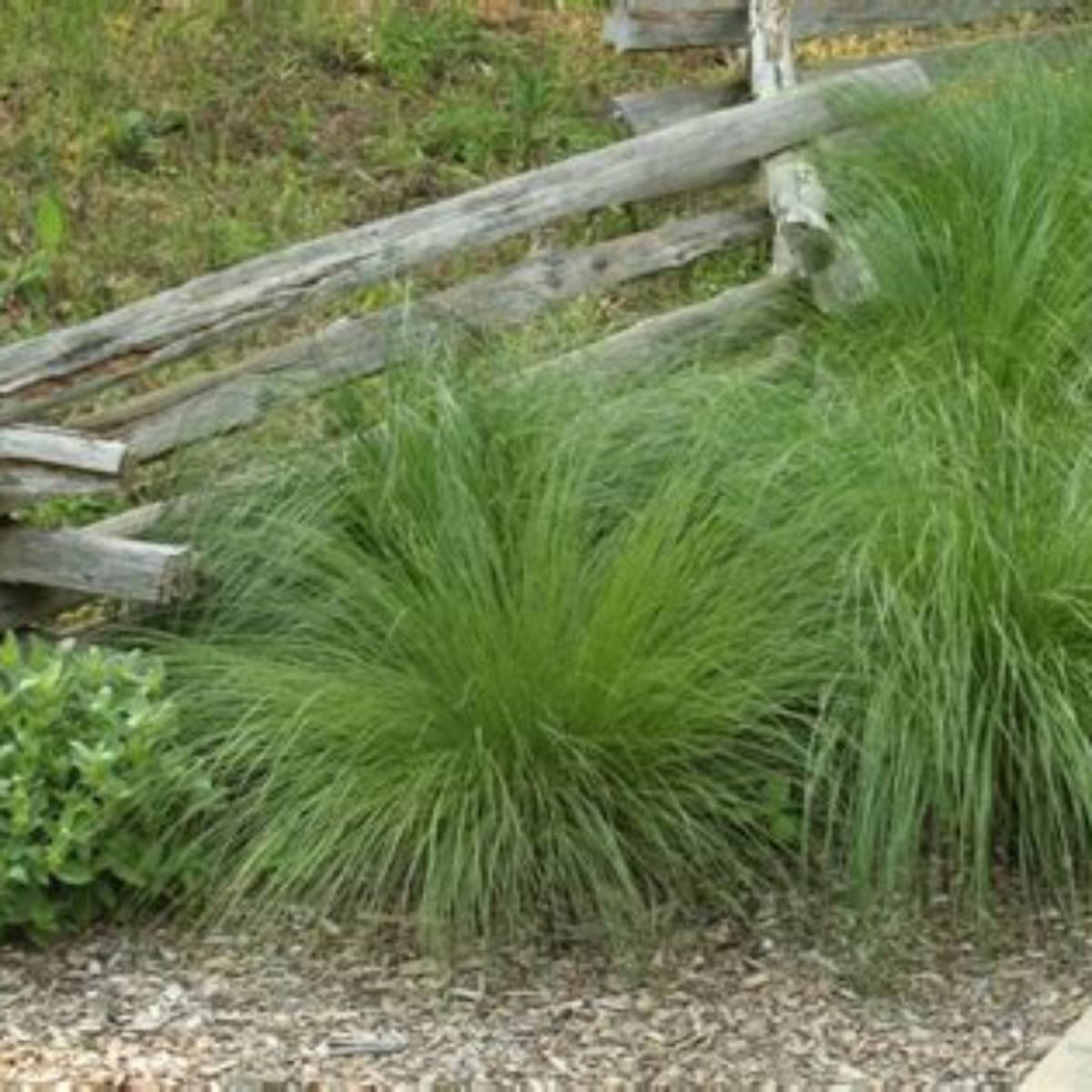 Prairie Dropseed