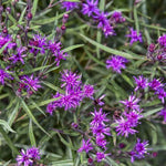 Prairie Princess Ironweed