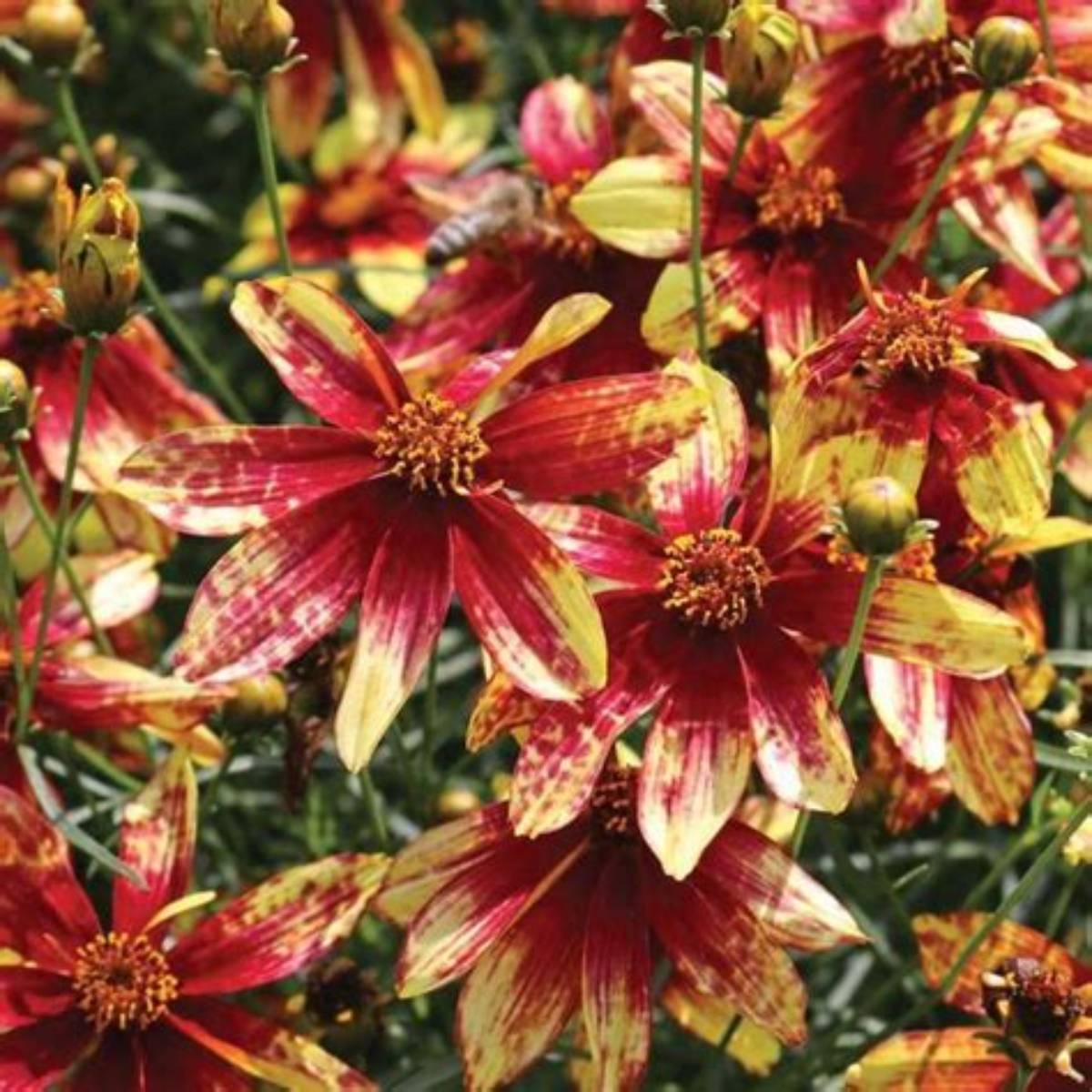 Route 66 Coreopsis