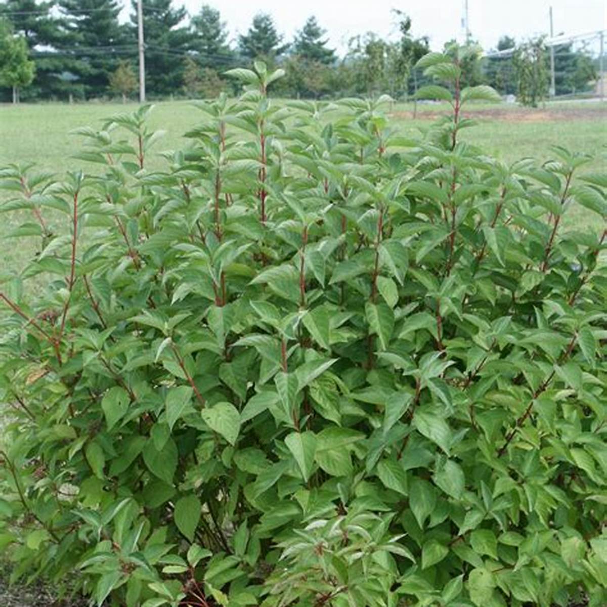 Arctic Fire™ Dogwood