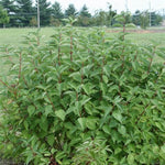 Arctic Fire™ Dogwood