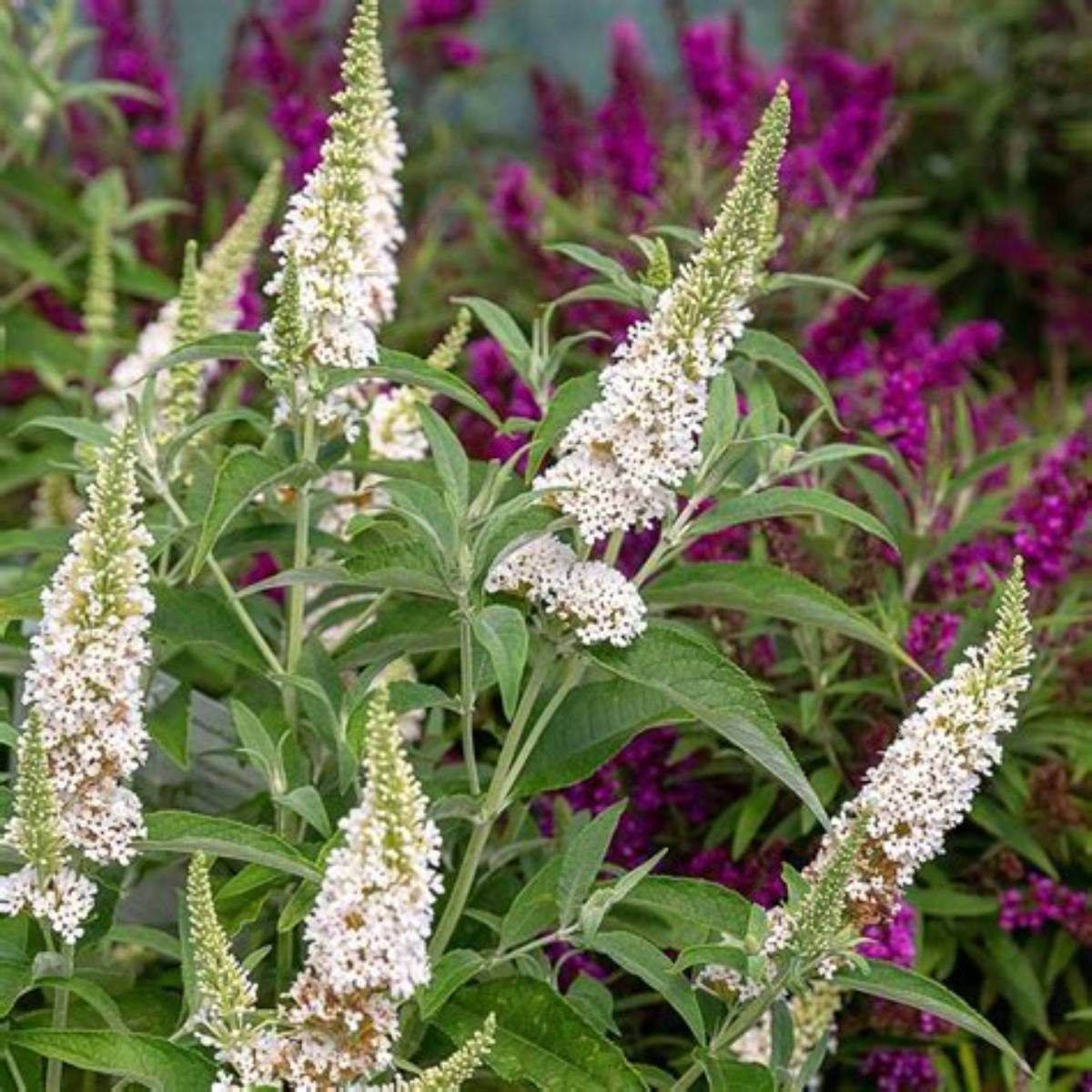 Butterfly Towers™ White Butterfly Bush