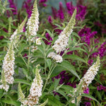 Butterfly Towers™ White Butterfly Bush