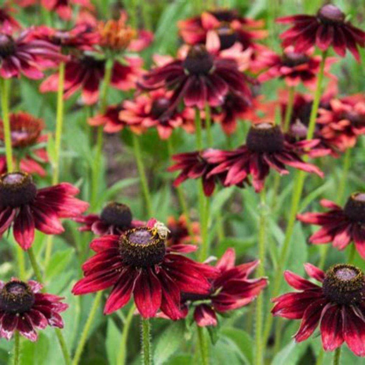 Cherry Brandy Black-Eyed Susan