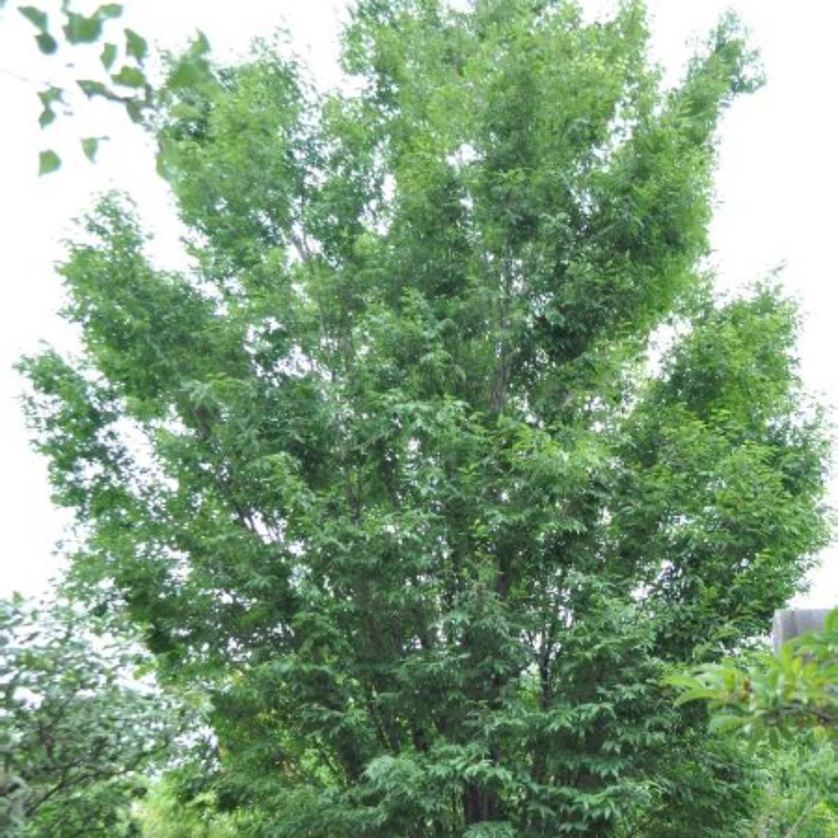 Musashino Columnar Zelkova Tree