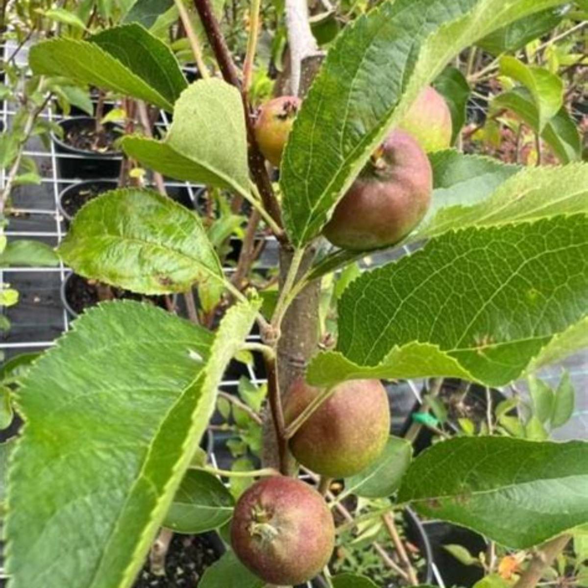Gala Apple Tree