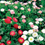 Pomponette English Daisy Mix