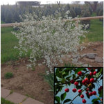 Romeo™ Dwarf Cherry Tree