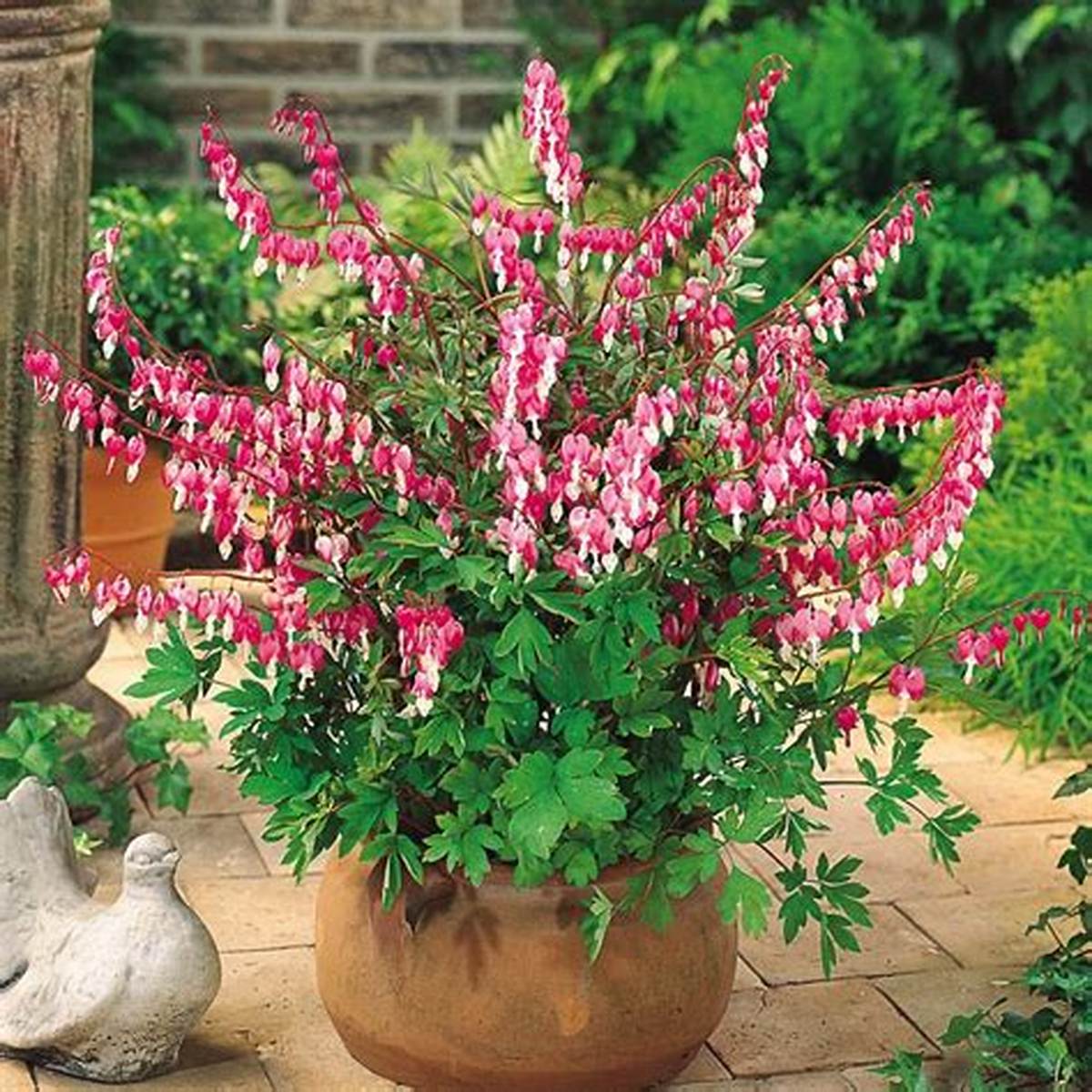 Bleeding Heart