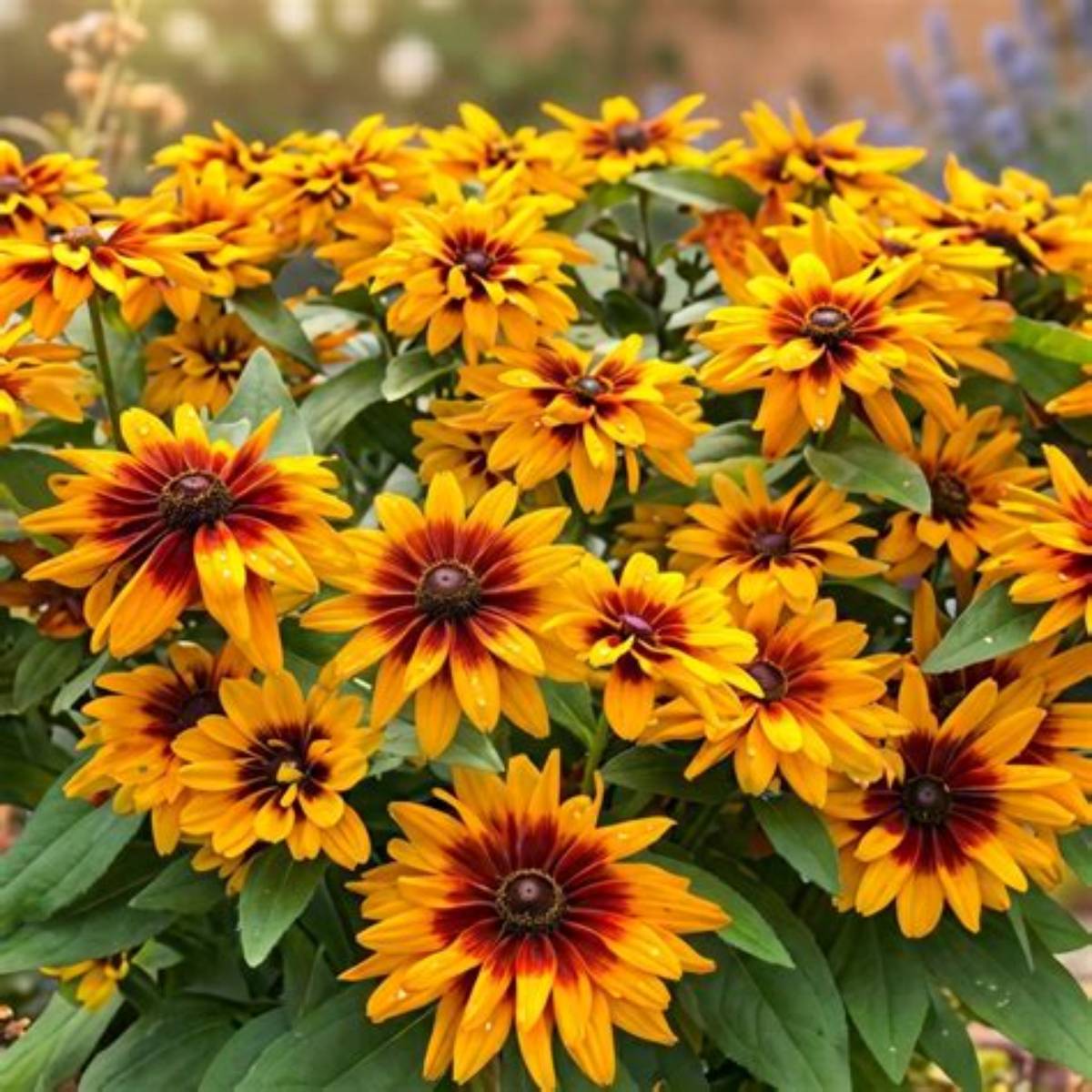 Minibeckia™ Flame Black-Eyed Susan