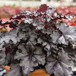 Dolce® Sultry Night Coral Bells