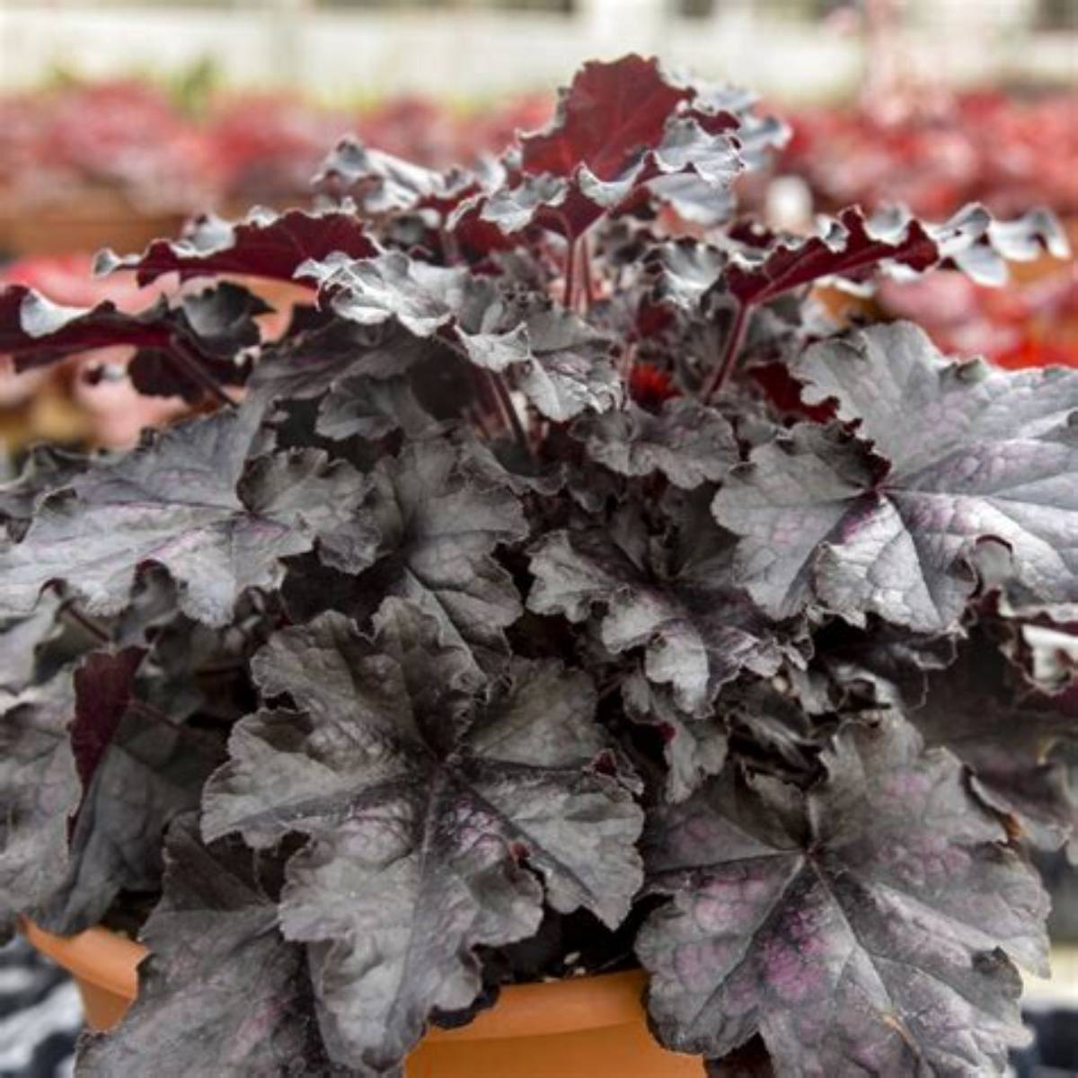 Dolce® Sultry Night Coral Bells