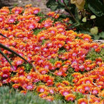 Solstice Orange Ice Plant
