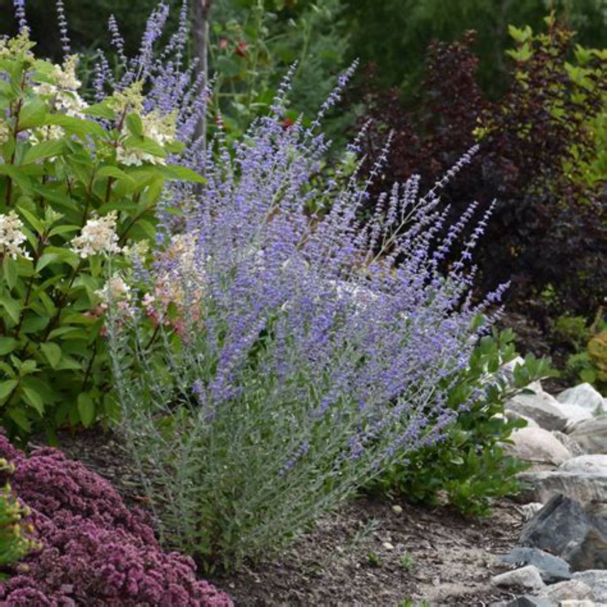 Little Spire Russian Sage