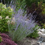 Little Spire Russian Sage