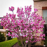 Ann Magnolia Tree