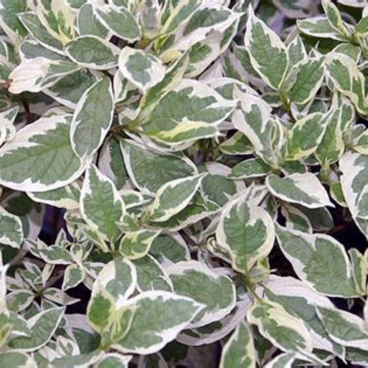 Ivory Halo® Dogwood