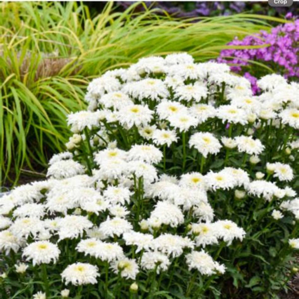 Amazing Daisies® Marshmallow Shasta Daisy