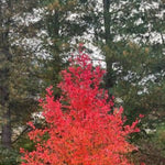 Forest Fire™ Black Gum Tree