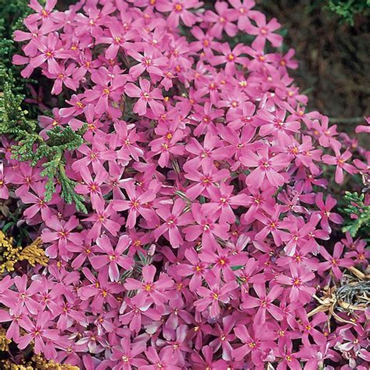 Creeping Red Phlox