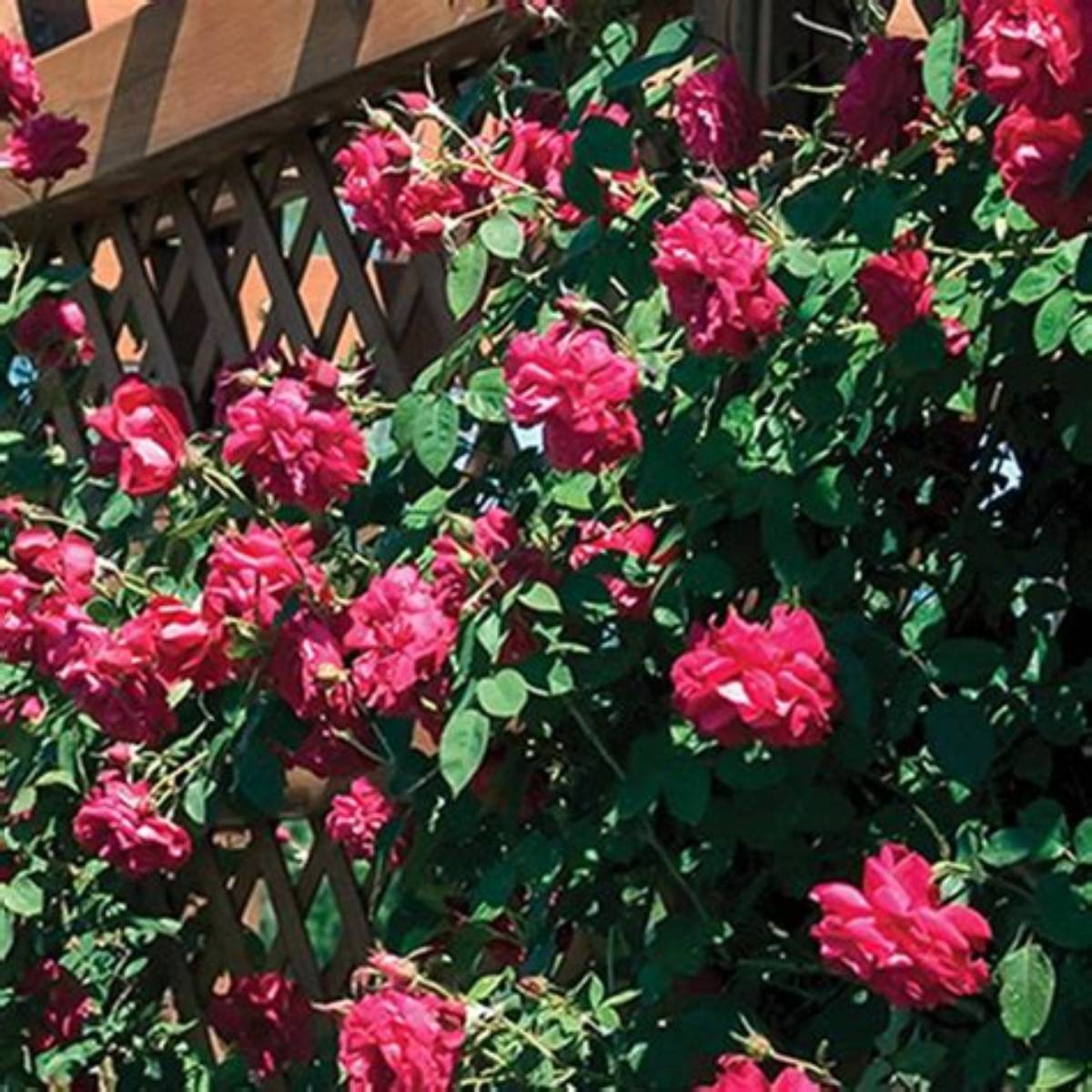 Ramblin' Red® Climbing Rose Staked
