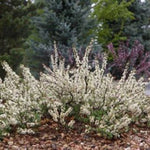 Pawnee Buttes® Sand Cherry