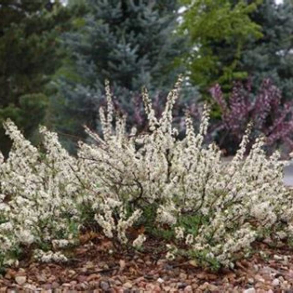 Pawnee Buttes® Sand Cherry