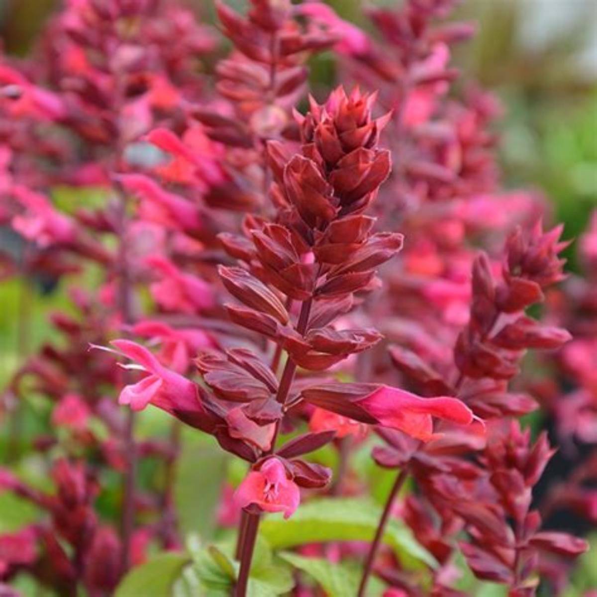 Rockin® Red Flamingo Sage