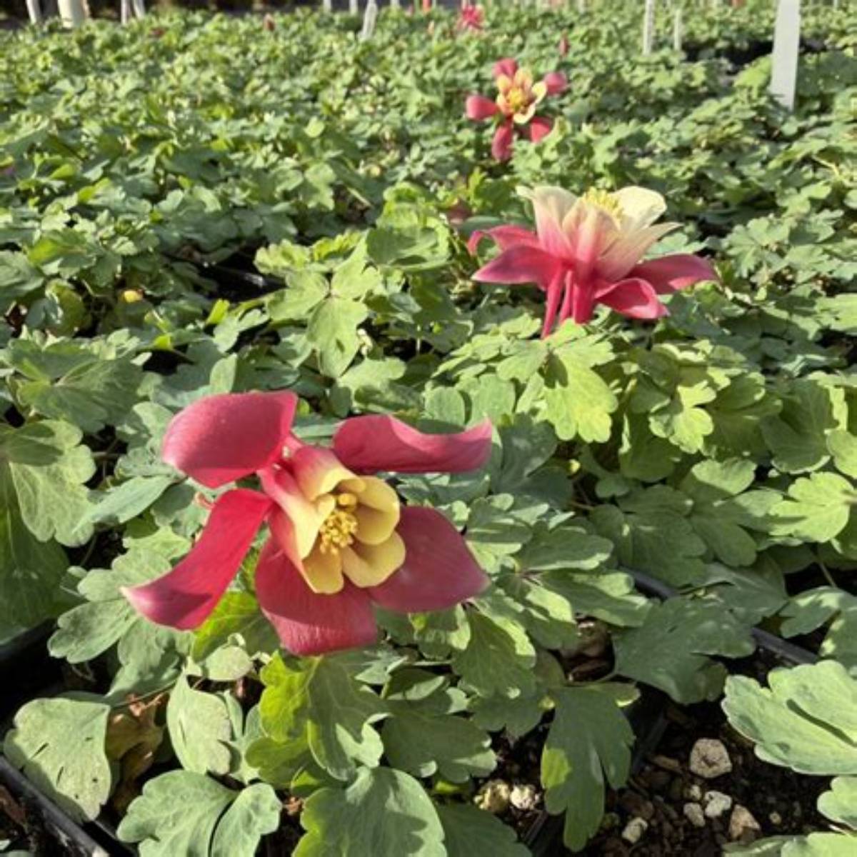 Earlybird™ Red White Columbine