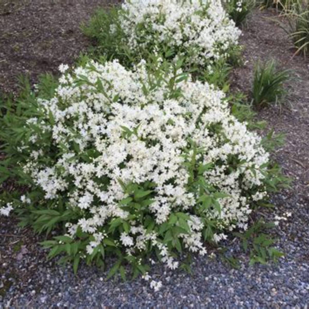 Nikko Slender Deutzia