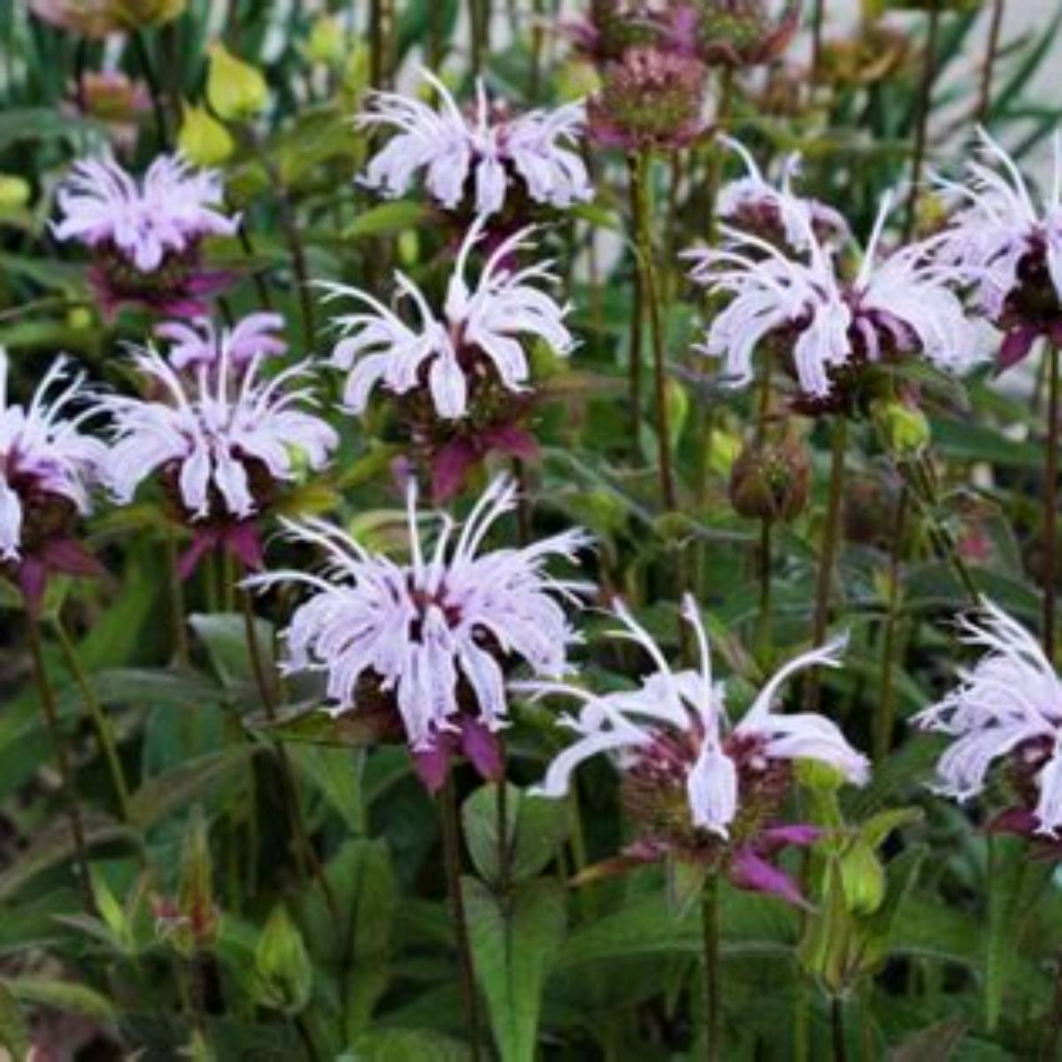 Bradbury's Beebalm